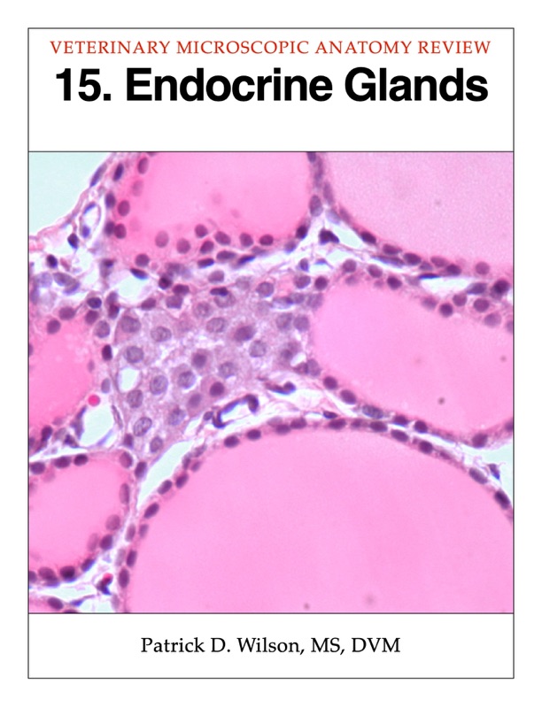 Endocrine Glands