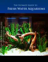The Ultimate Guide to Freshwater Aquarium