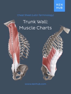 Trunk wall: Muscle Charts