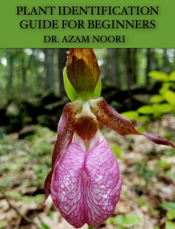 PLANT IDENTIFICATION GUIDE FOR BEGINNERS