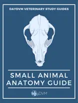 Small Animal Veterinary Anatomy Guide