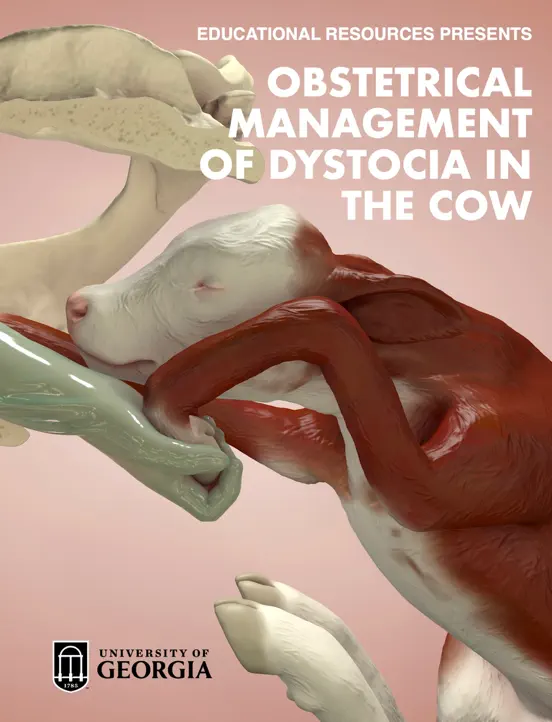 Obstetrical Management of Dystocia in the Cow