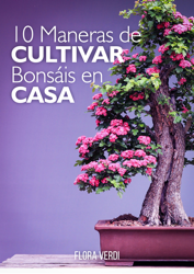10 Maneras de Cultivar Bonsáis en Casa