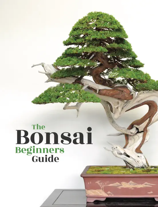 Bonsai - The Beginners Guide