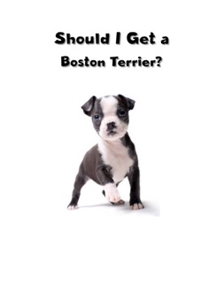 Should I Get a Boston Terrier? by Sergiu Dan Daraban