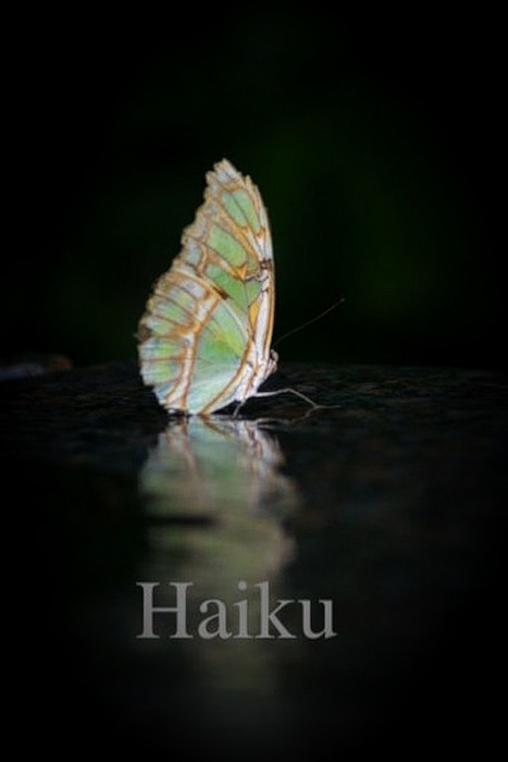 Haiku: Expanded Edition