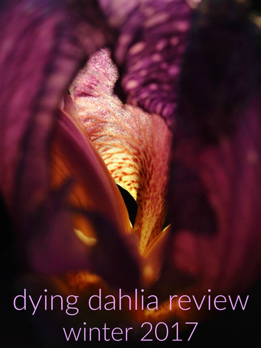 Dying Dahlia Review: Winter 2017