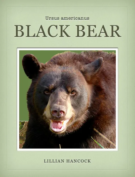 Black Bear