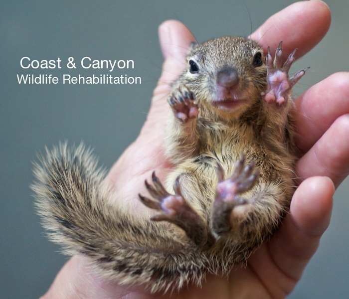 Coast & Canyon Wildlife Rehabilitation