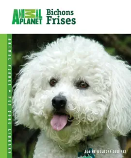 Bichon Frise