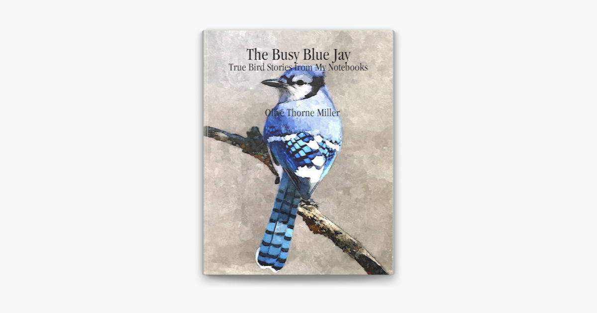 The Busy Blue Jay