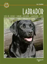 Labrador