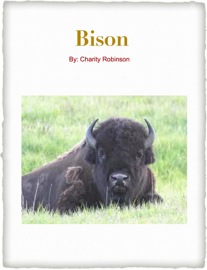Bison