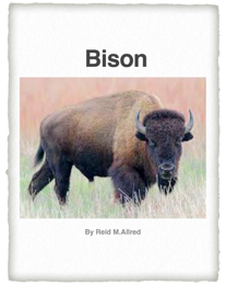 Bison