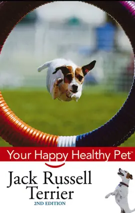 Cavalier King Charles Spaniel