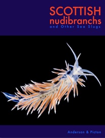 Scottish nudibranchs