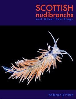 Scottish nudibranchs by Jim Anderson