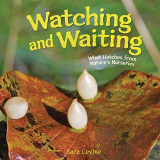 Watching and Waiting by Sara Levine