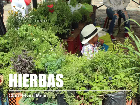 Hierbas