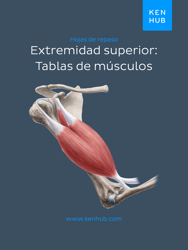Extremidad superior: Tablas de músculos