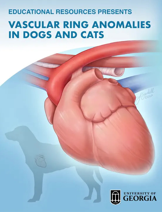 Vascular Ring Anomalies in Dogs and Cats