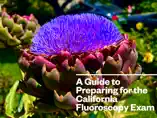 A Guide to Preparing for the California Fluoroscopy Exam