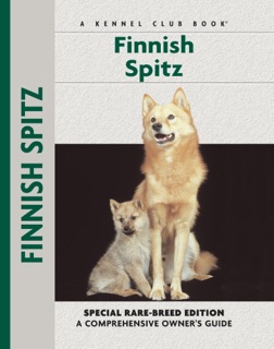 Finnish Spitz by Juliette Cunliffe