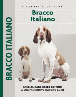 Bracco Italiano by Juliette Cunliffe