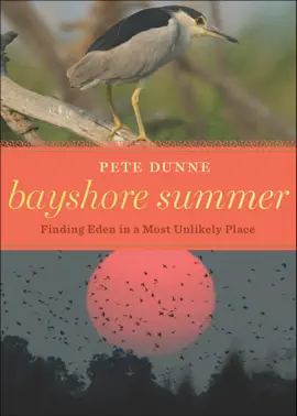 Bayshore Summer