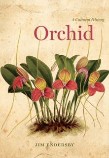 Orchid by Jim Endersby