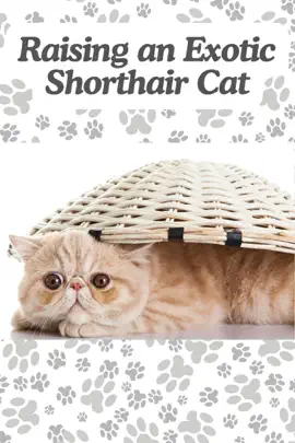 Read: Raising an Book Exotic Shorthair Cat