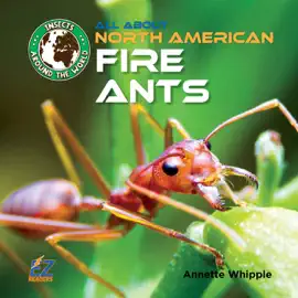 All About North American Fire Ants