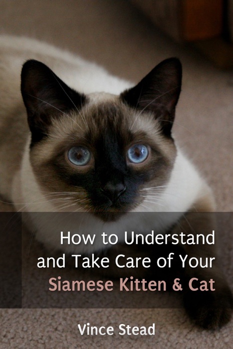 How To Understand and Take Care of Your Siamese Kitten & Cat