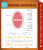 Speedy Publishing - Dental Anatomy artwork