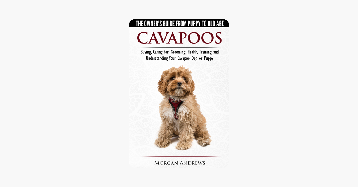 Buying a puppy to an older dog essay