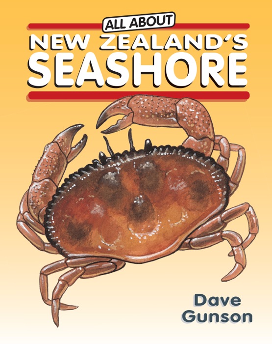 All About New Zealand's Seashore