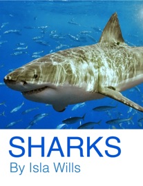 Sharks - Isla Wills