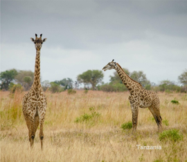Tanzania