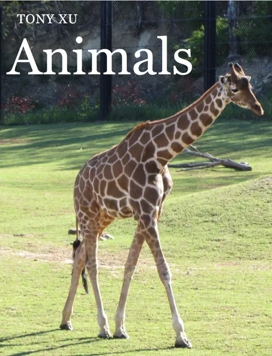 Animals