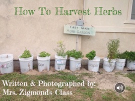 How To Harvest Herbs - Meghan Zigmond