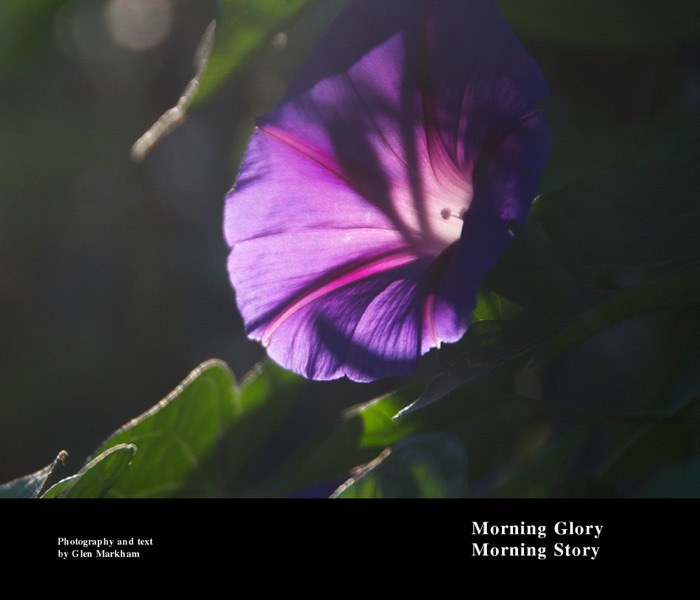 Morning Glory Morning Story