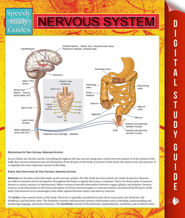 Nervous System