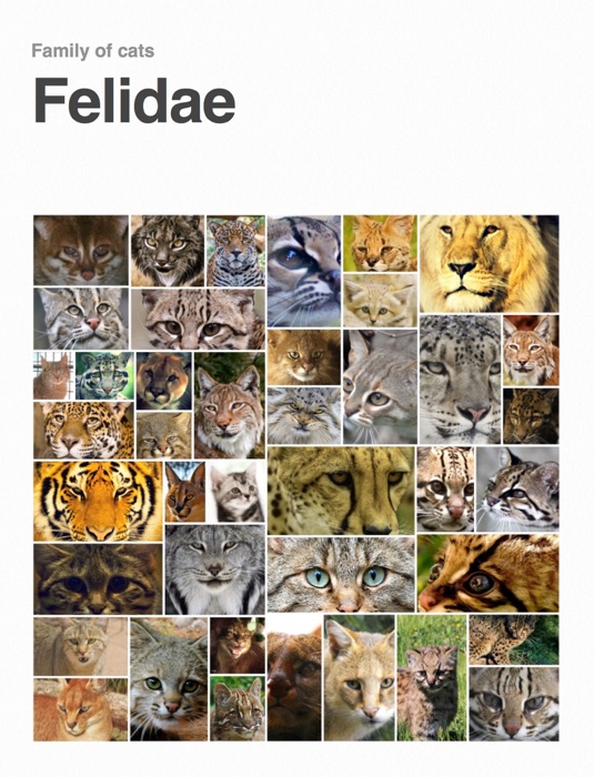 Felidae