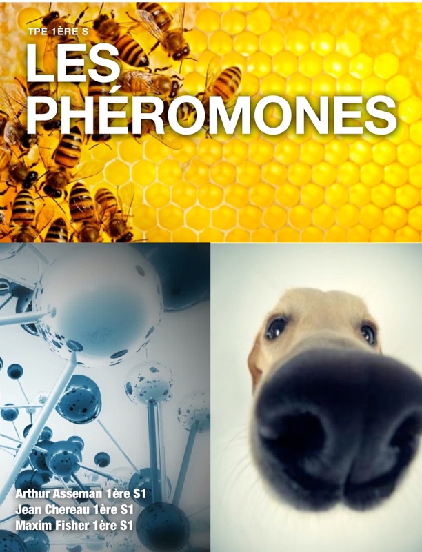 Dossier: Les phéromones