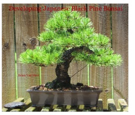 Developing Japanese Black Pine Bonsai - Brian Van Fleet