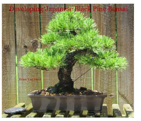 Developing Japanese Black Pine Bonsai