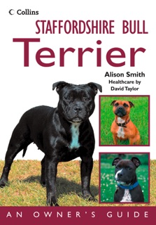Staffordshire Bull Terrier by Alison Smith