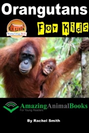 Orangutans For Kids Rachel Smith