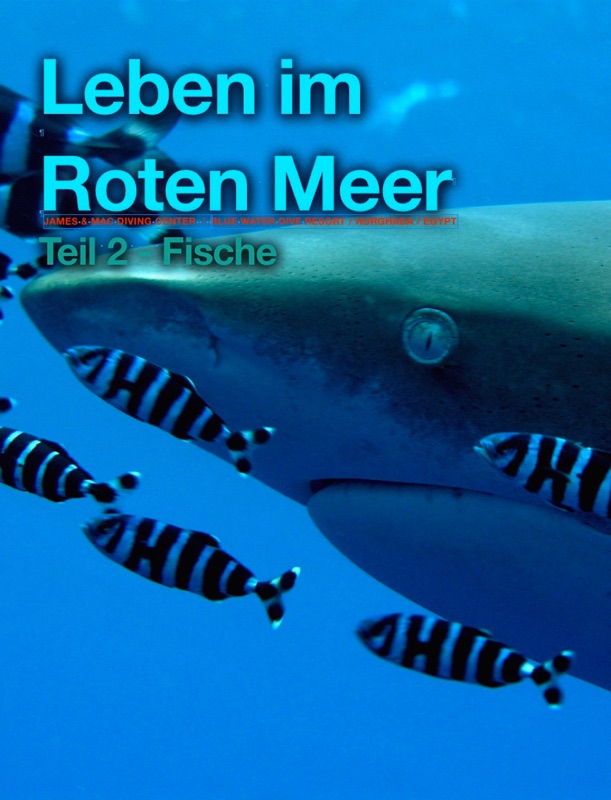 Leben im Roten Meer