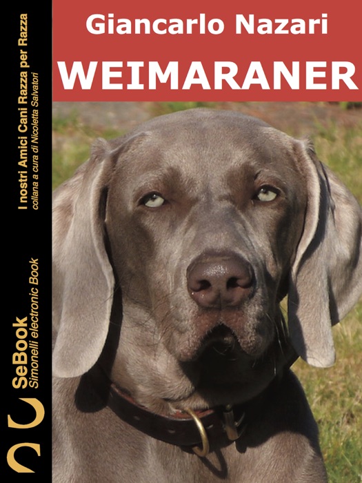 Weimaraner